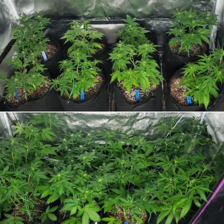 The ViparSpectra LED grow tent vs the 250W HPS grow tent - beginning of week 6 from germination. Here they are in natural lighting.
