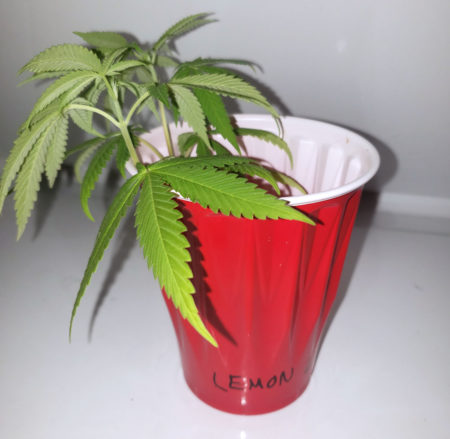 1.) Take a cutting (clone) from the unverified cannabis plant and put it in a glass of water.