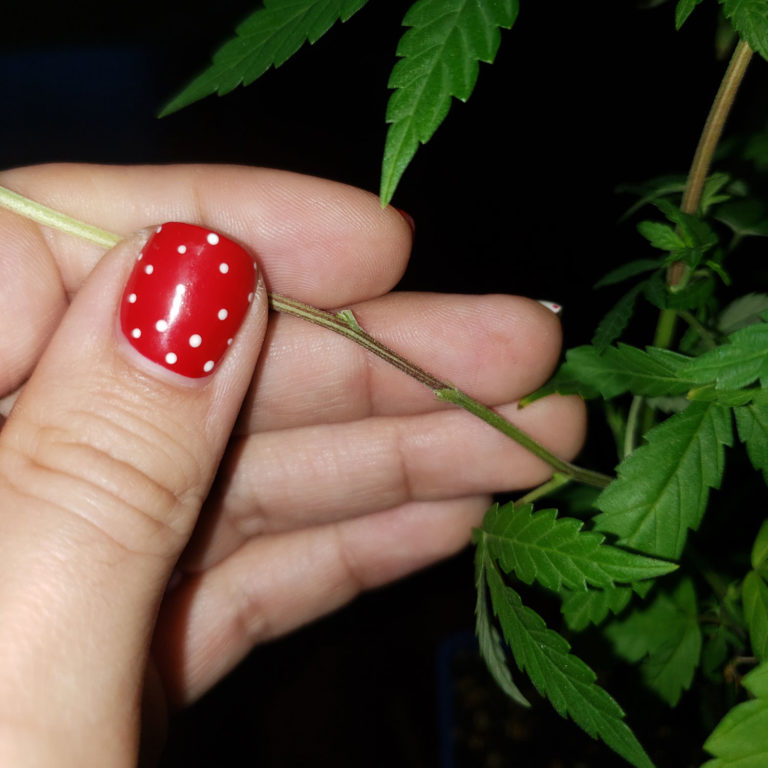 How to Clone Weed in a Cup of Water (Easy!) Grow Weed Easy