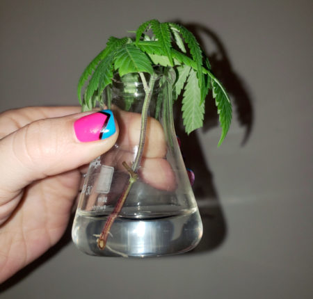 You can clone cannabis plants in basically any cup or container. This cutting was rooted in a beaker!