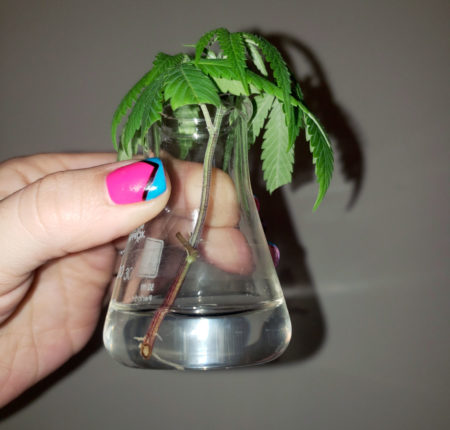 Rooted in a beaker!