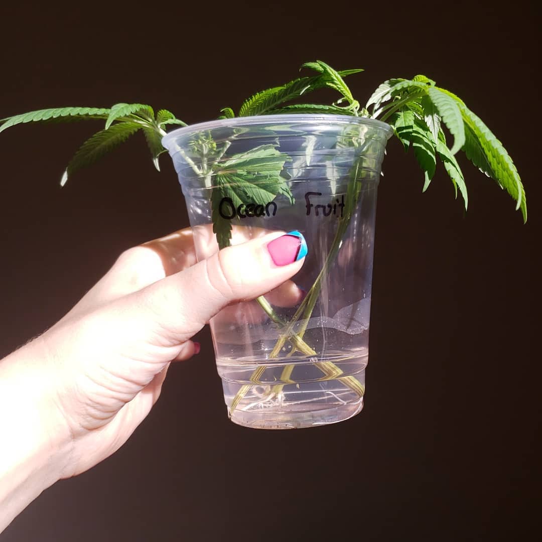 How to Clone Weed in a Cup of Water (Easy!) Grow Weed Easy