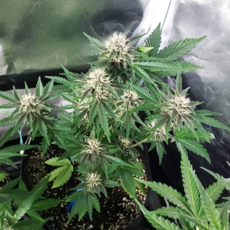 Cookies n Chem buds are coming in purple in the ViparSpectra LED grow light tent