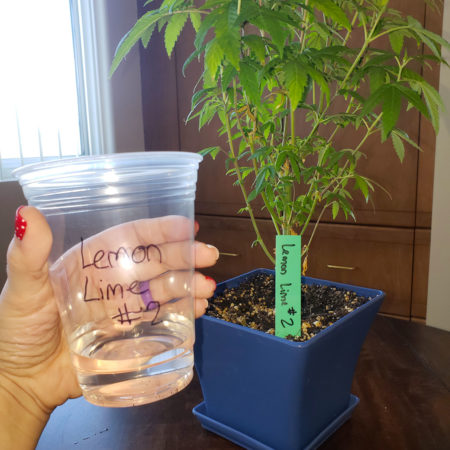 I use disposable cups and write the name on the cup. You could also put a piece of tape on a cup and write the name on that. You should do this step if you're identifying the sex of more than one marijuana plant at a time. If you don't label your clones, then all your effort will be for naught because you won't know which clone is which!