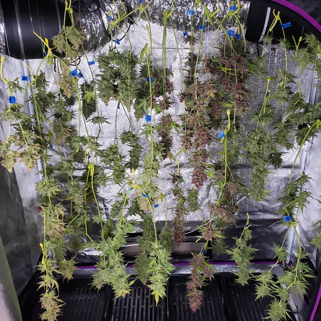 Trim Station - PURPLEhaze  Marijuana Grower Trimming Product