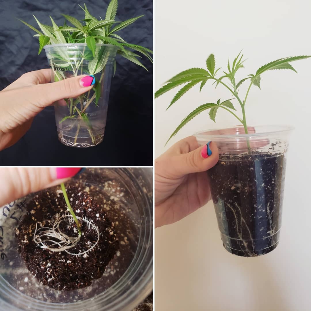 plant cloning process