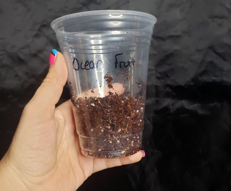 How to Clone Weed in a Cup of Water (Easy!) Grow Weed Easy