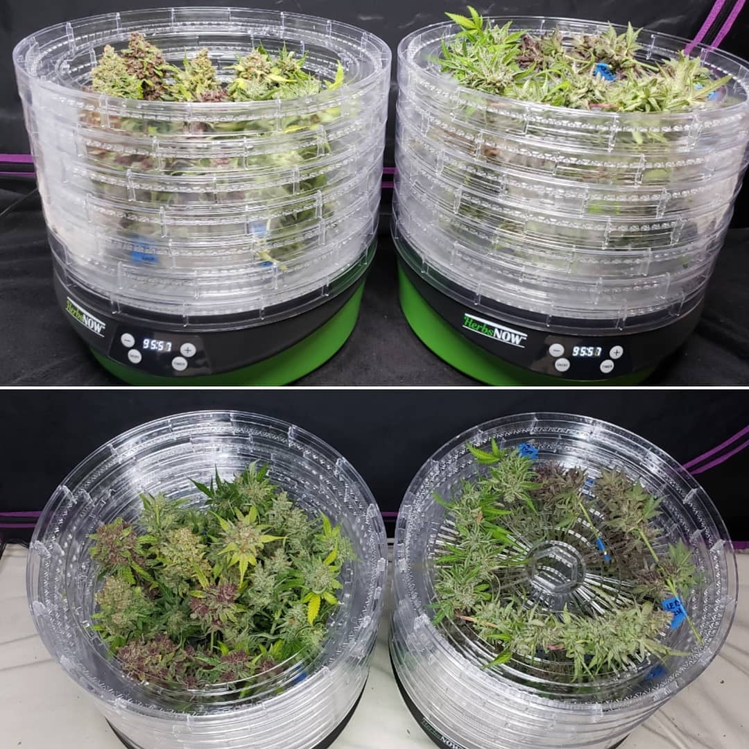 Trimming Tray opinions wanted : r/microgrowery