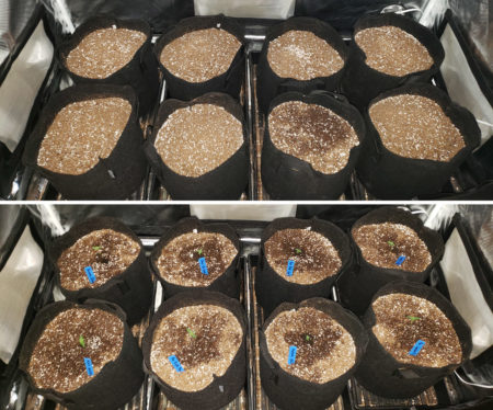 Cannabis seedlings are placed into pots