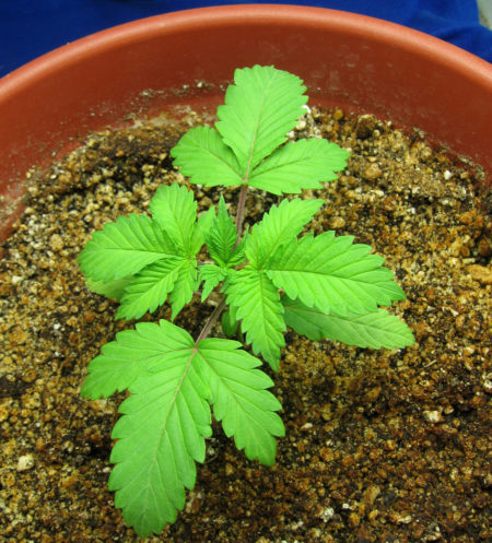 The red stems and pale lime green color on this young cannabis seedling are signs it needs higher levels of nutrients overall