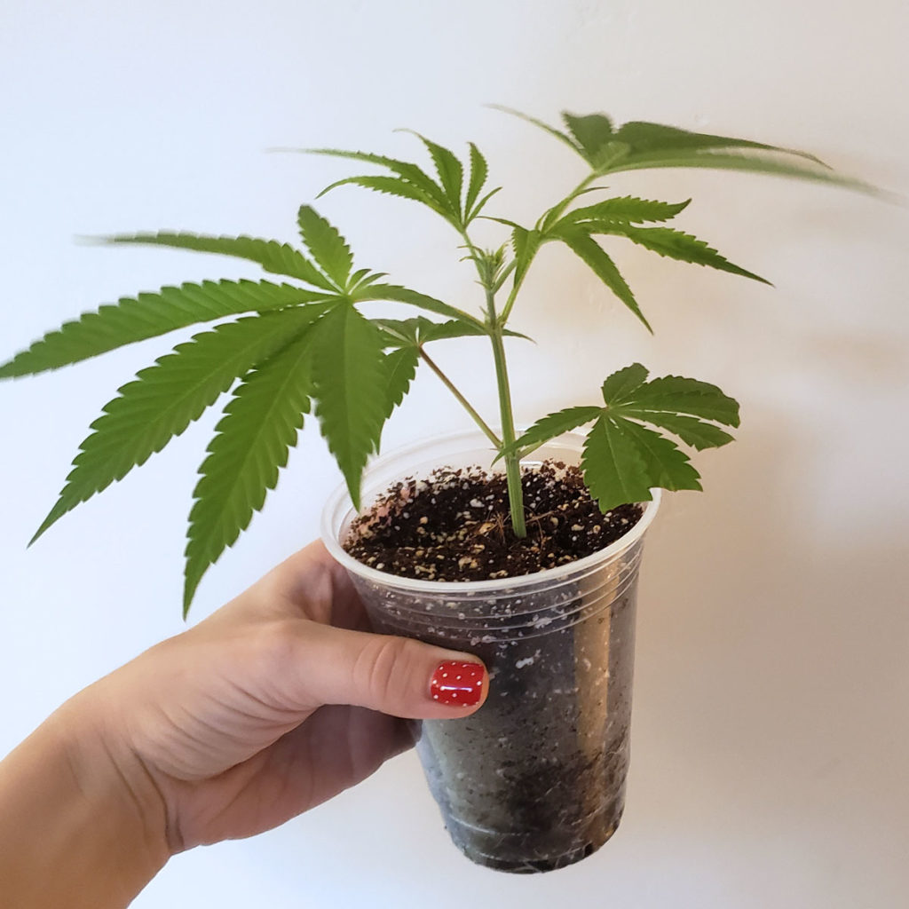 How to Make Cannabis Clones with an Aero Cloner Grow Weed Easy