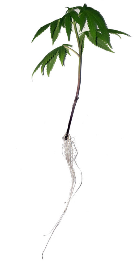 Example of a cannabis clone growing roots