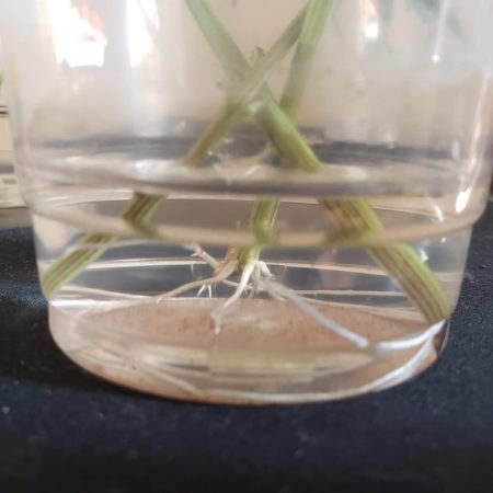 Root closup