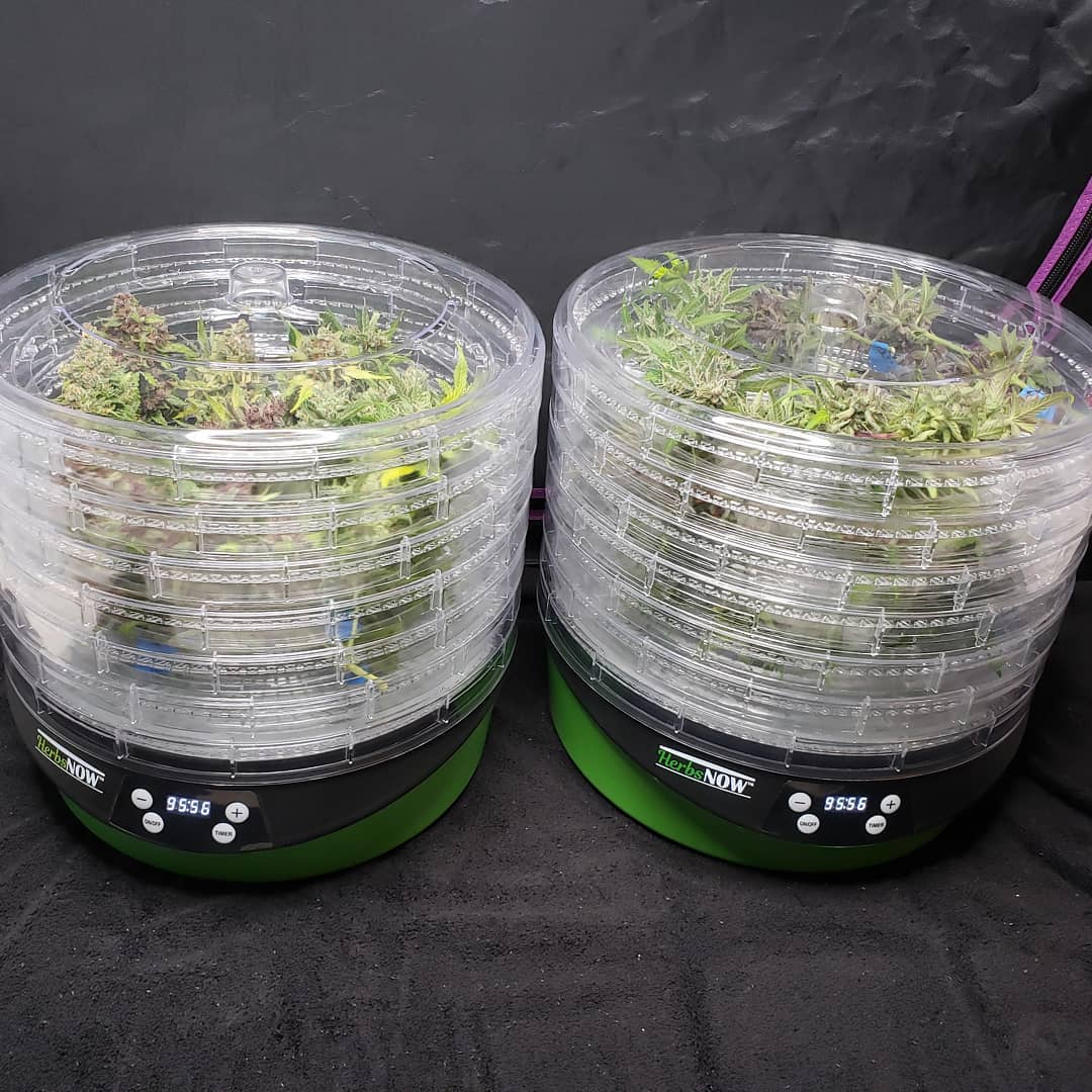 https://www.growweedeasy.com/wp-content/uploads/2019/11/sideview-herbsnow-dryer-with-buds-inside.jpg