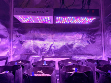 ViparSpectra LED grow lights shining on 15 day old cannabis seedlings