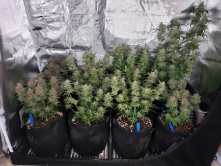 ViparSpectra plants before harvest