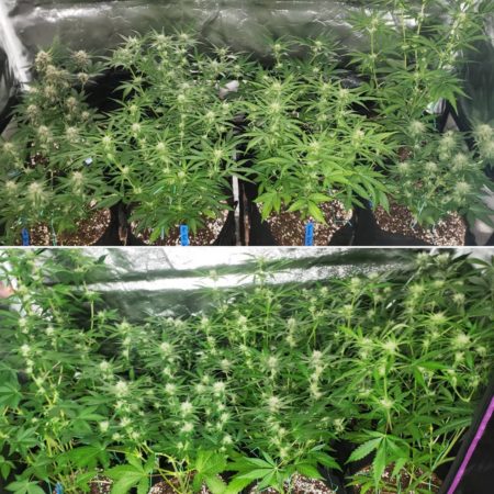 ViparSpectra LED grow light vs 250W HPS grow light - week 7 update (natural lighting)