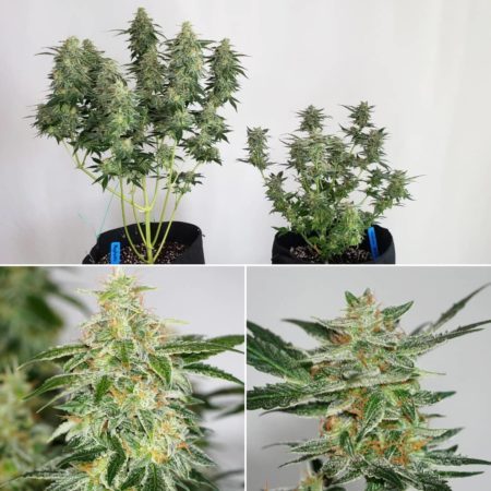 Example of two auto-flowering cannabis plants. One was stunted at a young age, and the other was not.