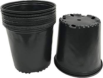 Black plastic nursery pots work for growing cannabis on the cheap.
