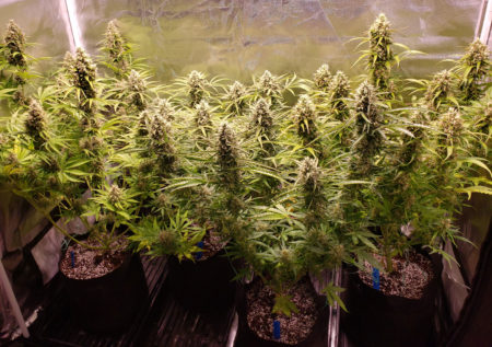 Autoflowering cannabis plants produce great yields when you choose the right strains.