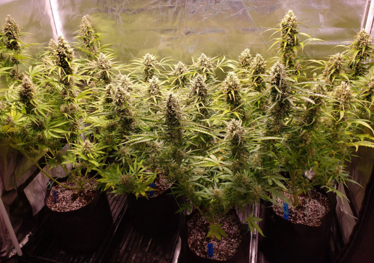 Highest Yielding Weed Strains 2025