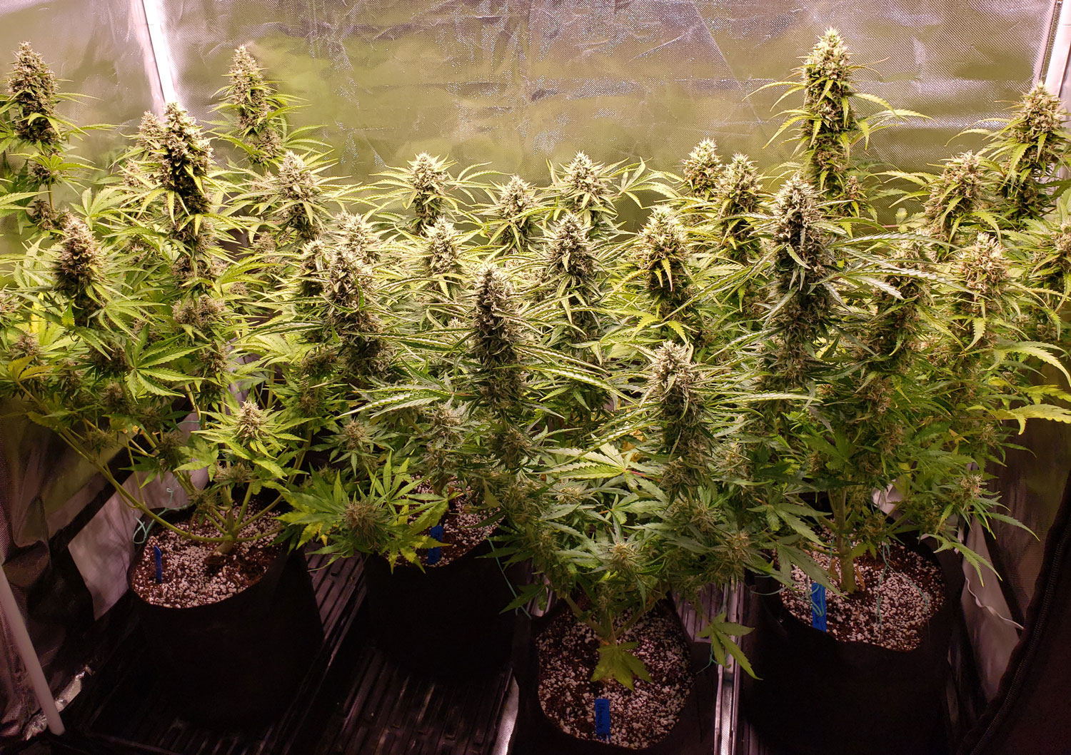 Can I top an auto-flowering cannabis plant? | Grow Weed Easy
