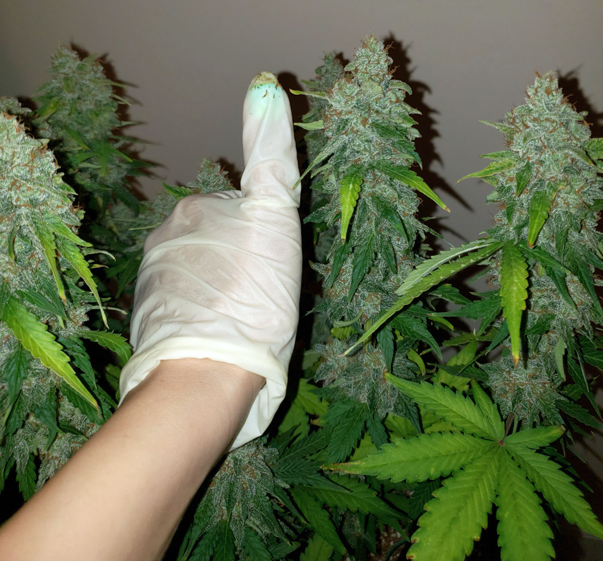 Examples Of Heat Resistant Cannabis Strains Grow Weed Easy
