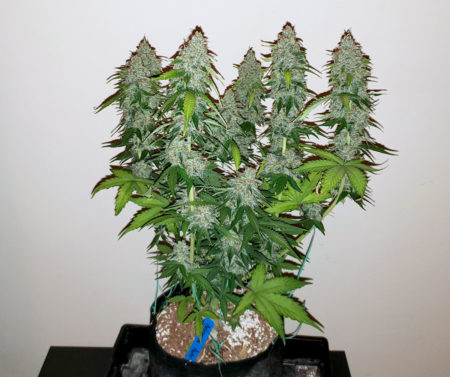Easy marijuana grow setup