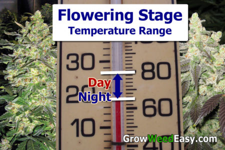 Flowering stage optimal temperature day and night for cannabis plants is between 65-80°F (20-26°C).