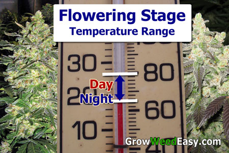 Optimal temperature range for the cannabis flowering stage