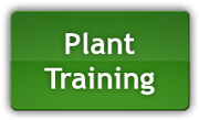 Apprenez à former vos plants de marijuana pour de meilleurs rendements - ce tutoriel de formation de plantes de cannabis est un moyen gratuit d'obtenir de plus gros bourgeons !