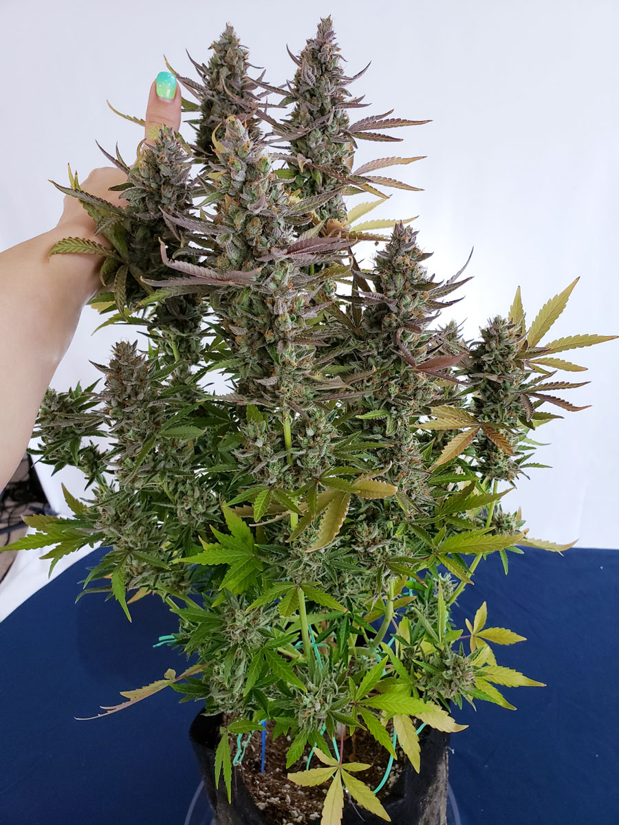 Best Autoflowering Cannabis Strains & | Grow Weed