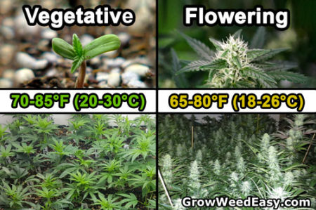 Temperature is often ignored but has a surprisingly big effect on how your cannabis plants grow, as well as how buds develop. Ideal temperature Vegetative Stage: 70-85°F (20-30°C) Flowering Stage: 65-80°F (18-26°F)
