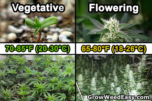 Weed grow room temperature