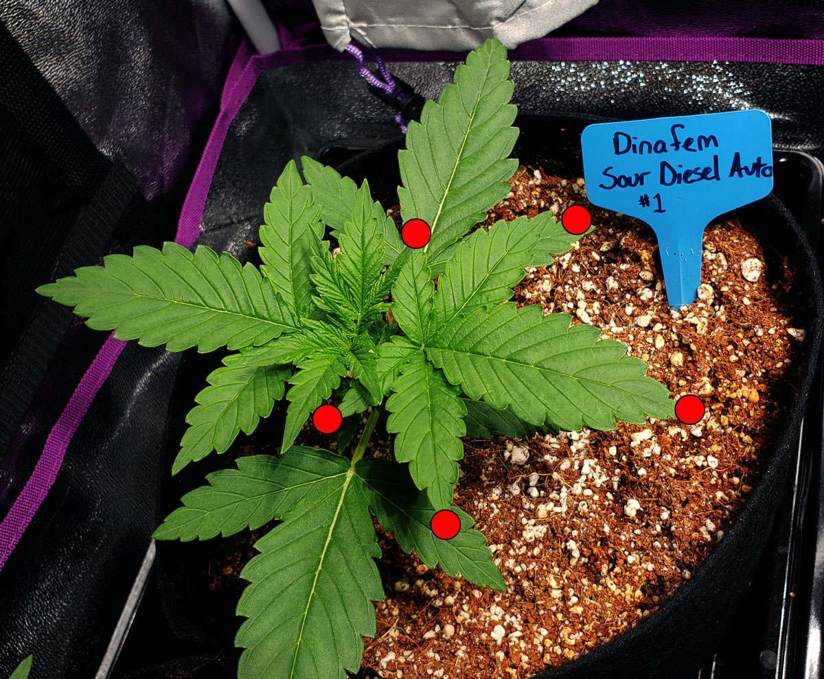 Details about   3x5 Marijuana Weed Cannabis Plain Leaf 7 Point Pot Premium Flag 3'x5' Grommets 