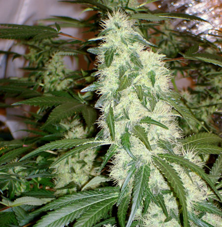 If a cola (big bud) is already thick and dense while the white hairs (pistils) are still white, it means that bud is going to get huge!