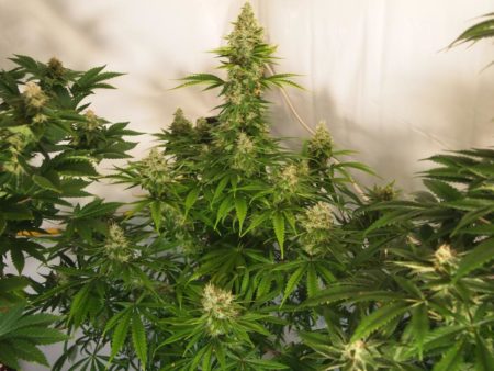 Liberty Haze cannabis plant by Barney's Farm