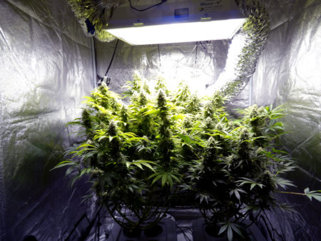 Example of flowering cannabis buds under a 600W HPS grow light