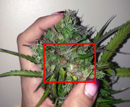 Upon closer investigation, the cannabis bud was rotting everywhere the leaves had turned purple.
