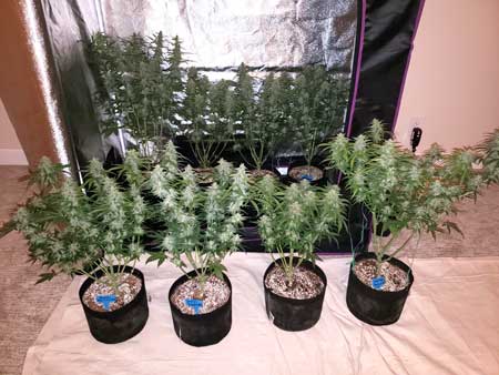 Cannabis buds are visible from top to bottom as buds form.