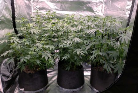 Cannabis plants - Before defoliation