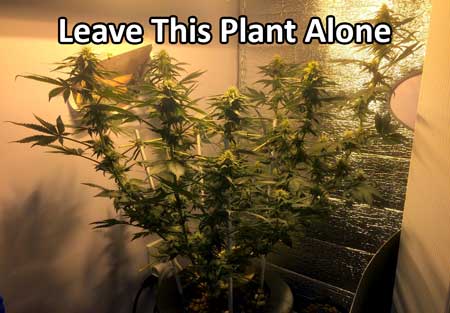 This cannabis plant is not too bushy. No defoliation needed for this one!