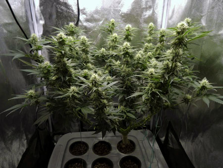 Let cannabis plants do their thing until harvest!