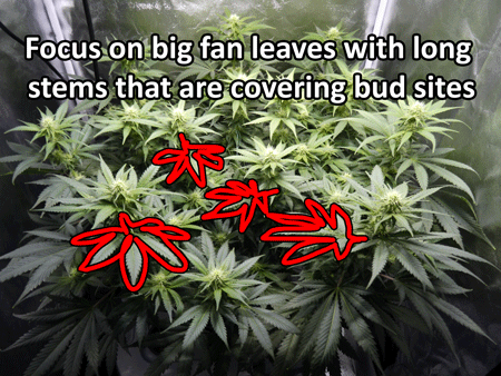 Examples of fan leaves that are good candidates for removal.