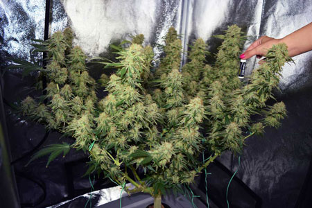 That defoliated cannabis plant right before harvest