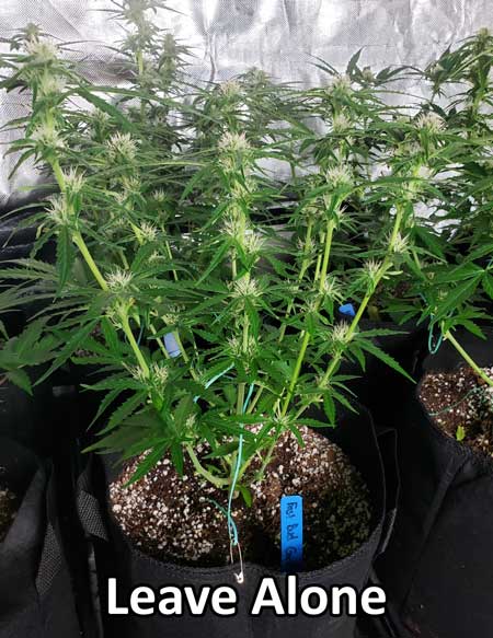 This cannabis plant doesn't need to be defoliated.