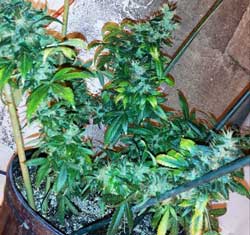When a cannabis plant's leaves are dark green all over, that means you need to reduce the amount of nutrients.