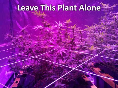 These plants are not too bushy. Leave these cannabis plants alone!