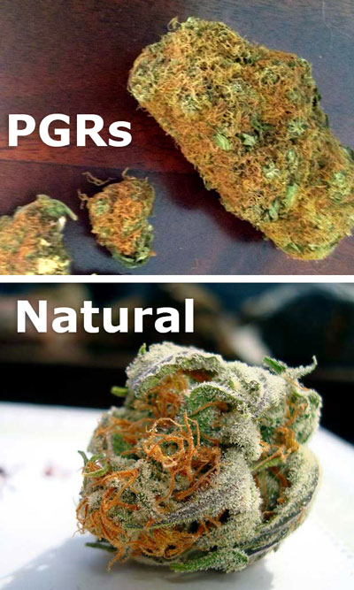 Cannabis buds grown with synthetic PGRs can cause coughing (hint: PGR-grown buds are often hairy and dense with a yucky orange color).
