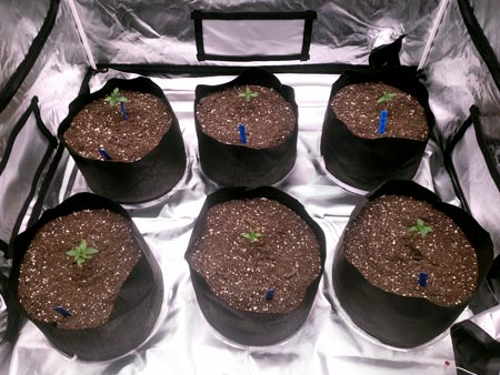 These cannabis seedlings were started in big 5-gallon plant pots. Follow the watering instructions in this tutorial to water seedlings in a big pot (like this) so they grow fast and healthy!